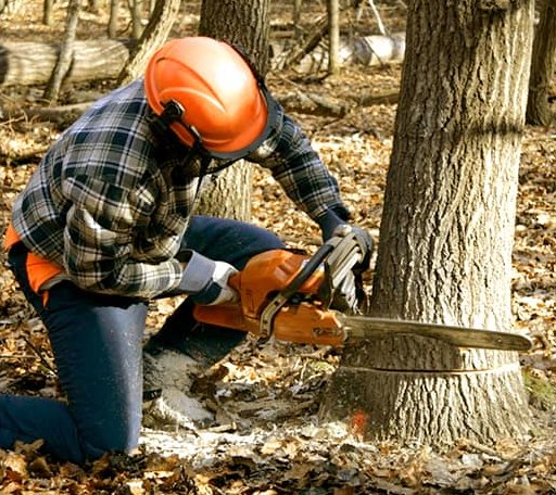 Tree Removal in Twin Bridges, CA
